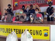 Gara-Gara Curi Kayu Manis Milik Perhutani, 2 Warga Kabupaten Magelang Ditangkap kayu manis