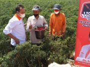 Anggota DPRD Jateng Asal PKS Borong Panen Cabai di Kudus