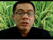 Padi Gogo, Tanaman Alternatif Disersifikasi Tembakau padi gogo