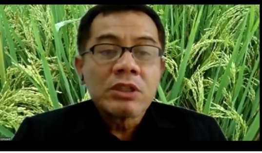 Padi Gogo, Tanaman Alternatif Disersifikasi Tembakau padi gogo