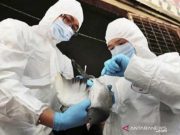China Temukan Kasus Flu Burung H5N6 Pada Manusia