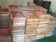 Harga Anjlok, Peternak Kebumen Simpan 40 Ton Telur Ayam