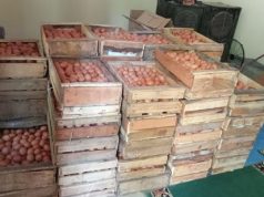 Harga Anjlok, Peternak Kebumen Simpan 40 Ton Telur Ayam
