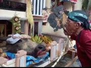 Nelayan Kota Tegal Gelar Sedekah Laut, Larung Tujuh Kepala Kerbau