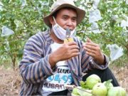 Polisi Tanam Jambu, Hasilnya untuk Bantu Ekonomi Warga