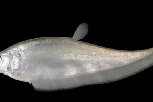 Awas, Jika Konsumsi Ikan Belida Bisa Didenda Maksimal Rp1,5 Miliar