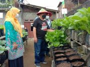 Wabup Wonosobo Panen Sayur Organik di Desa Wisata Blederan Mojotengah