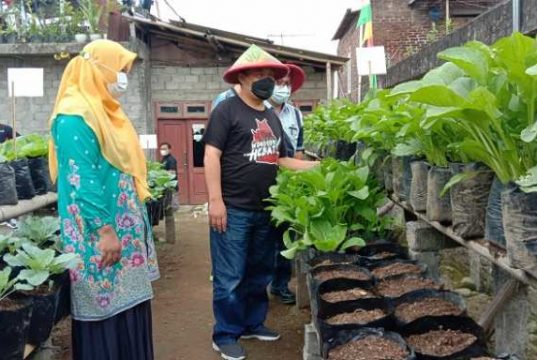 Wabup Wonosobo Panen Sayur Organik di Desa Wisata Blederan Mojotengah
