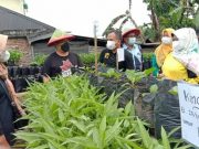 KWT Munawaroh Sukses Kembangkan Kampung Sayur Organik