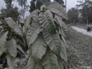 Wilayah Magelang Kembali Diguyur Hujan Abu Vulkanik