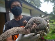 Polisi Tangkap Dua Pelaku Penjual 7,8 Kg Sisik Trenggiling