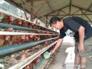 Harga Telur Anjlok, Peternak Ayam di Kudus Kelimpungan