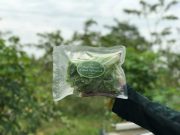Inovasi Mahasiswa Unisnu dalam Pengembangan Selada Hidroponik di Muria Farm Kudus