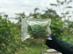 Inovasi Mahasiswa Unisnu dalam Pengembangan Selada Hidroponik di Muria Farm Kudus