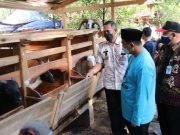 Gus Yasin Tertarik Metode Pengolahan Pakan Peternakan Domba Yosorejo