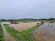 Petani Tewas Tersambar Petir saat Membajak dengan Traktor