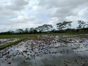 Stok Pupuk Subsidi MT I di Kebumen 17.751 Ton, 6.000 Mesin Traktor Siap