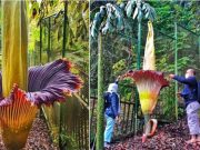 Bunga Bangkai Mekar Lagi di Kebun Raya Cibodas