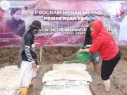 Mbak Ita Semai Benih Padi Pemberian Megawati Mbak Ita Semai Benih Padi Pemberian Megawati