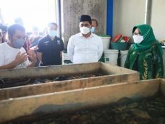 Budidaya Maggot Bisa Jadi Solusi Tumpukan Sampah Organik