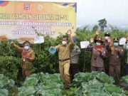 Sukses, Panen Cabe di Food Estate di Desa Lamuk Kalikajar Wonosobo