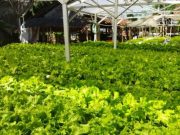 Cara mudah bercocok tanam dengan cara hidroponik sederhana bagi pemula