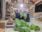Hidroponik Alternatif Bercocok Tanam di Masa Pandemi, Belajar dari Kebun Gardu Baca Banjaragung