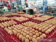 Harga Telur di Kudus Hari Ini, Tembus Rp 31 Ribu Per Kg