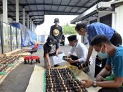 Pemkab Temanggung Bersurat Ke Pabrik Rokok, Untuk Beli Tembakau Hingga Akhir Musim tembakau