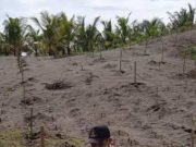 Pokdarwis Hijaukan Lahan Tidur Pantai Ambalresmi dengan 1.440 Pohon