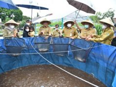 Bupati Panen Lele dan Tanam Padi di “Kebun Kita” Rumah Dinas