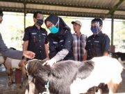 Bantuan Ternak Kambing Tetap Diakomodasi dalam Perkada