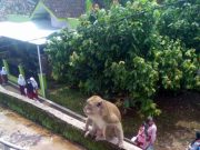 Warga Desa Muntung Resah, 2 Ekor Kera Ekor Panjang Rusak Genteng Rumah Warga kera