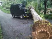 Pohon Tumbang Timpa Mobil Pengguna Jalan yang Tengah Melintas
