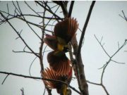 Tak Cuma Keindahan Lautnya, Raja Ampat Jadi Tempat Tinggal Cendrawasih di Hutan Warkesi