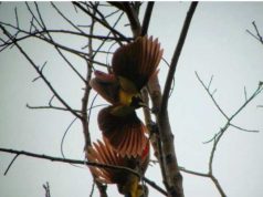 Tak Cuma Keindahan Lautnya, Raja Ampat Jadi Tempat Tinggal Cendrawasih di Hutan Warkesi