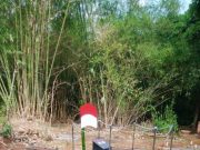M. Mu’in, Kisah Pejuang Kemerdekaan dari Jepara yang Terlupakan
