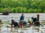 Wilayah Rawan Abrasi Didorong untuk Ditanami Mangrove