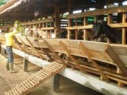 Bantuan Kambing Dispertan Segera Disalurkan, Siapa Saja Penerimanya?