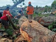Pohon Randu Alas Patah, Menimpa Bahu Jalan Raya Wonogiri-Solo