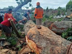 Pohon Randu Alas Patah, Menimpa Bahu Jalan Raya Wonogiri-Solo