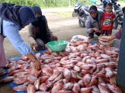 Barbeque Sambut Malam Tahun Baru, Harga Ikan Nila di Wonogiri Naik