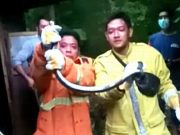 Damkar Wonogiri, Tangkap 7 Ekor Ular dan Ngunduh Tawon Liar 130 Kali