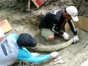 Gading Gajah Purba Sepanjang 1,5 Meter berhasil Dieskavasi dari Patiayam