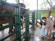 Gajah Kebun Binatang Mati, Tim Independen Selidiki Penyebab Kematian
