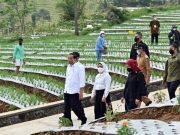 Presiden Joko Widodo Tanam Bawang Merah dan Resmikan Embung Bansari jokowidodo