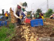28 Ton Benih Kentang tiap Tahun Dihasilkan di KBH Kledung