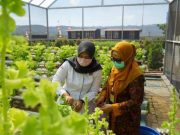 Semen Gresik Peroleh Proper Hijau dari Menteri LHK Berkat ‘Beyond Compliance’ Perusahaan
