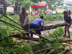 Wonogiri-Yogyakarta Terhalang Pohon Tumbang, Ini Respon Cepat Polisi