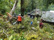 Pohon di Makam Keramat Rejenu Tumbang, Dapur Warga Remuk